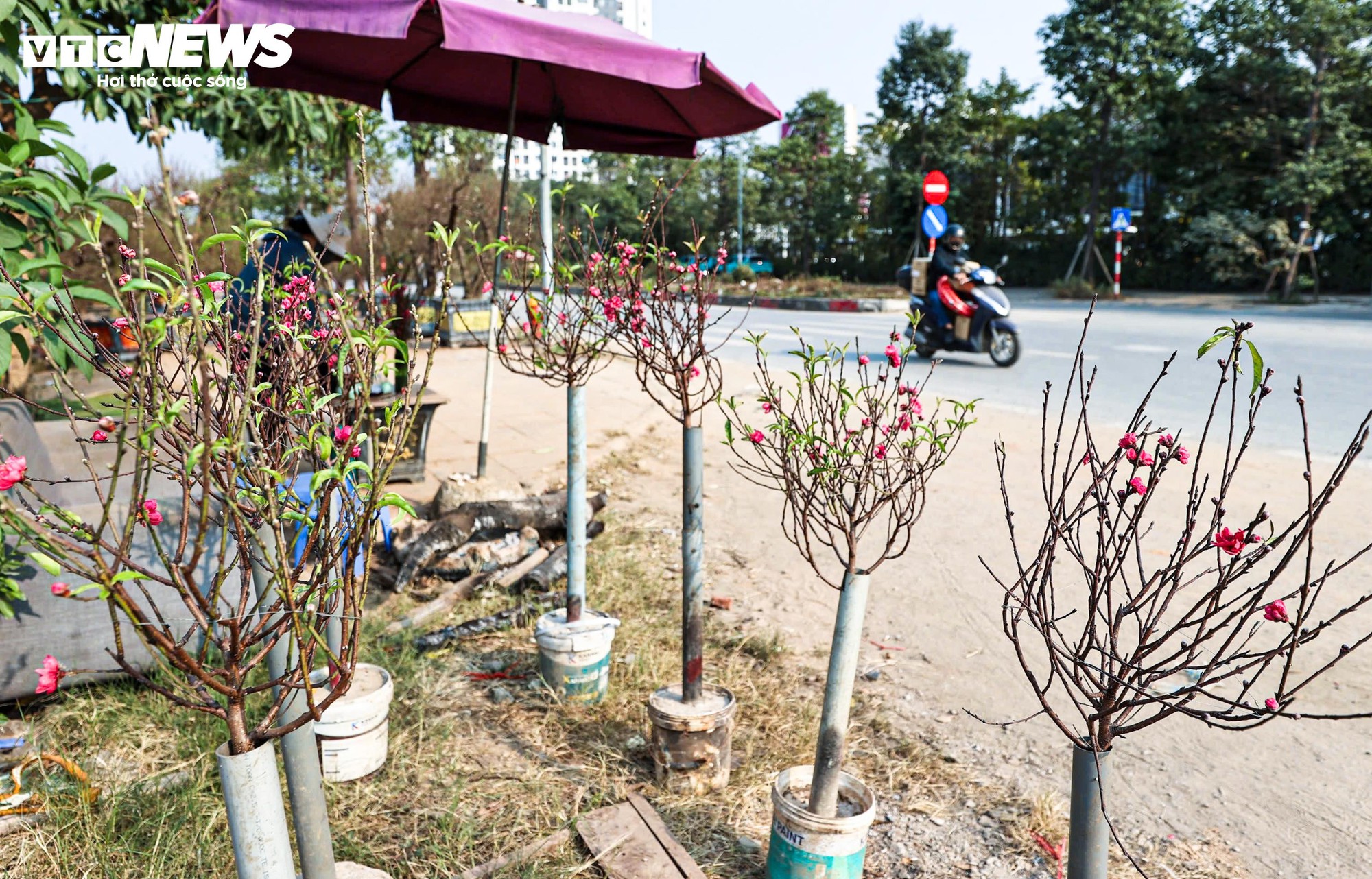 Người dân 'thủ phủ' trồng đào ở Hà Nội tất bật chuẩn bị cho Tết Nguyên đán- Ảnh 14.