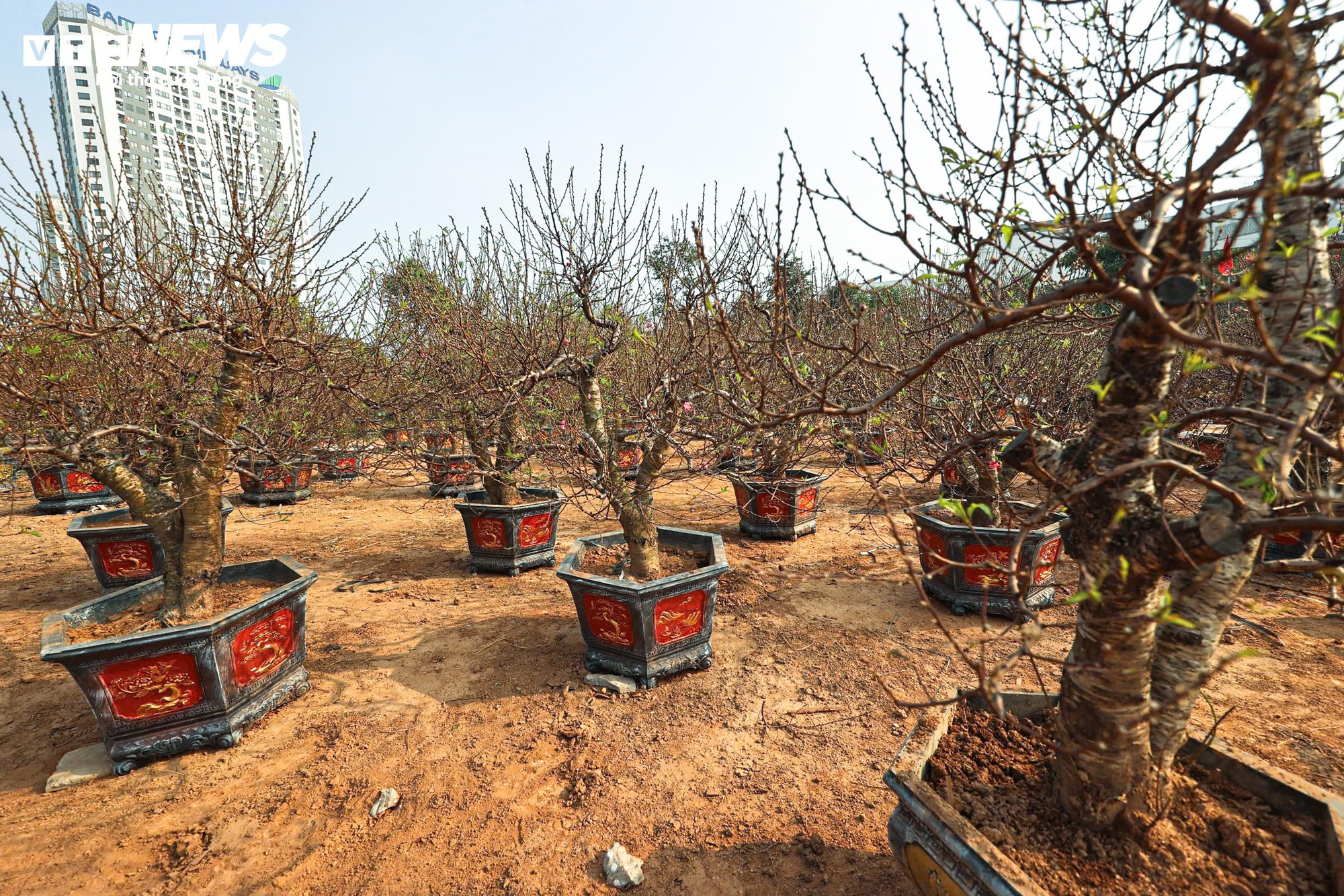 Người dân 'thủ phủ' trồng đào ở Hà Nội tất bật chuẩn bị cho Tết Nguyên đán- Ảnh 11.