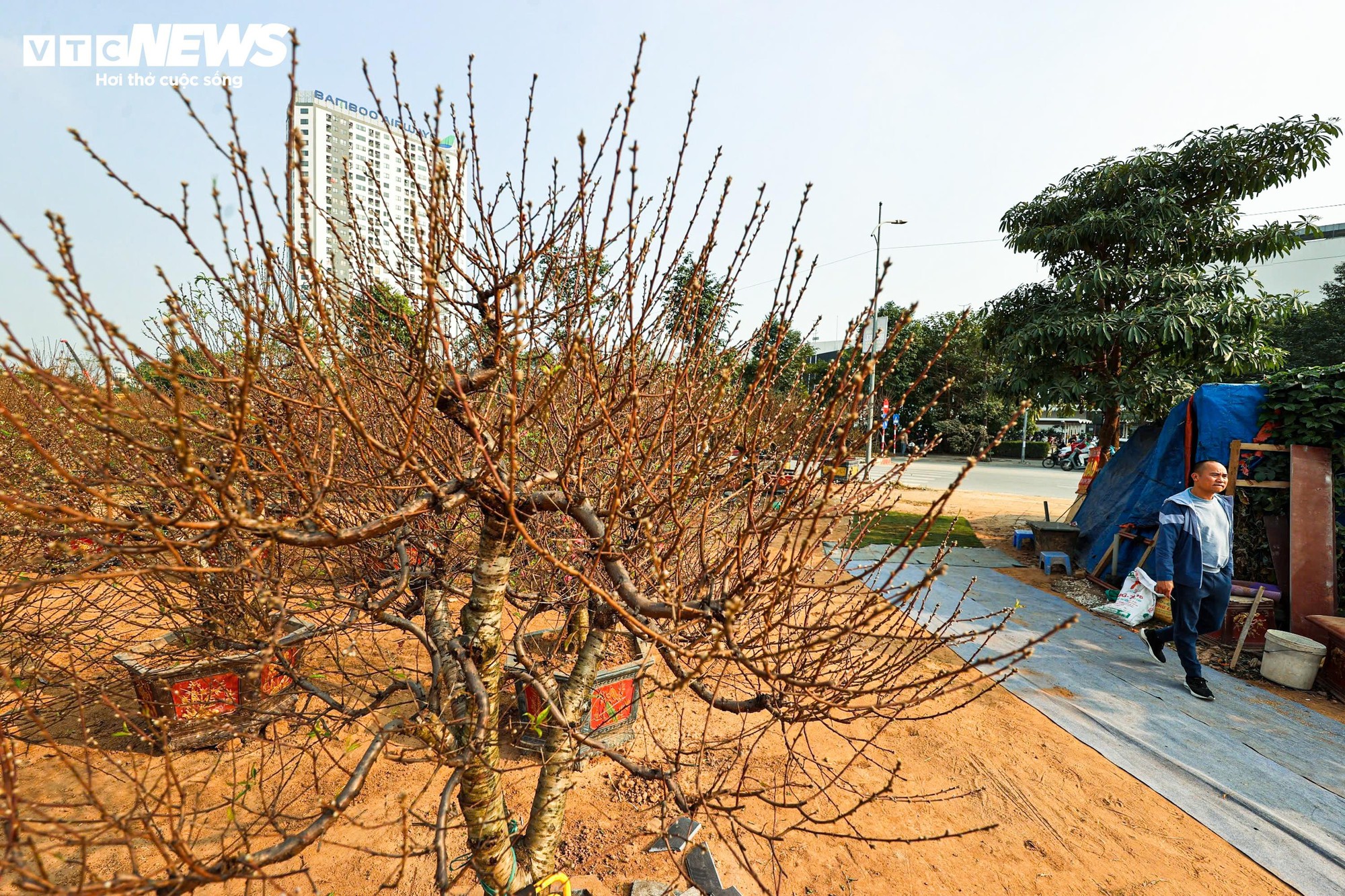 Người dân 'thủ phủ' trồng đào ở Hà Nội tất bật chuẩn bị cho Tết Nguyên đán- Ảnh 10.