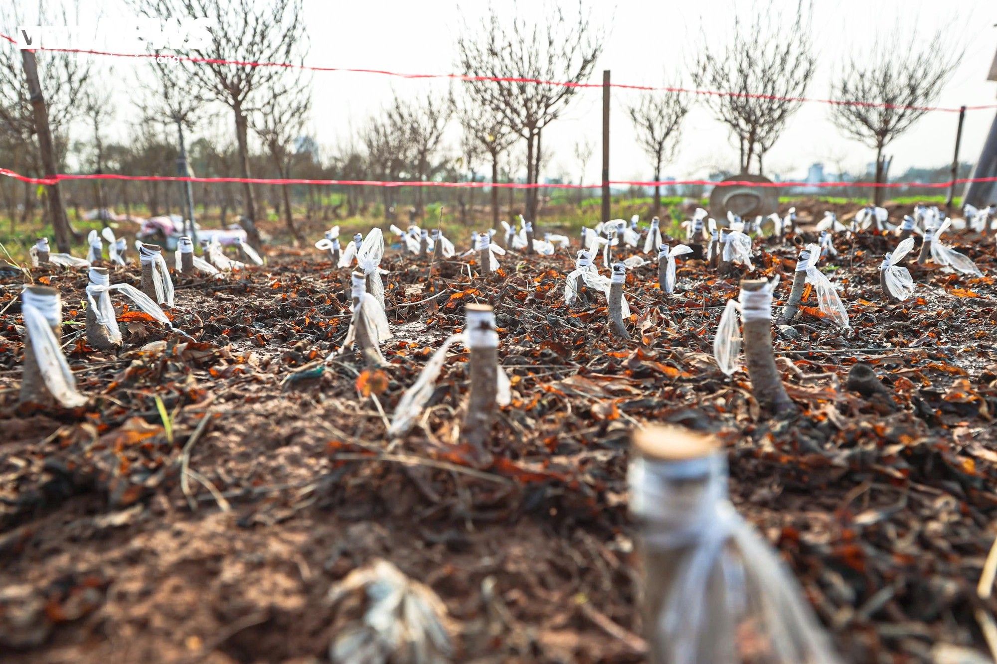 Người dân 'thủ phủ' trồng đào ở Hà Nội tất bật chuẩn bị cho Tết Nguyên đán- Ảnh 15.