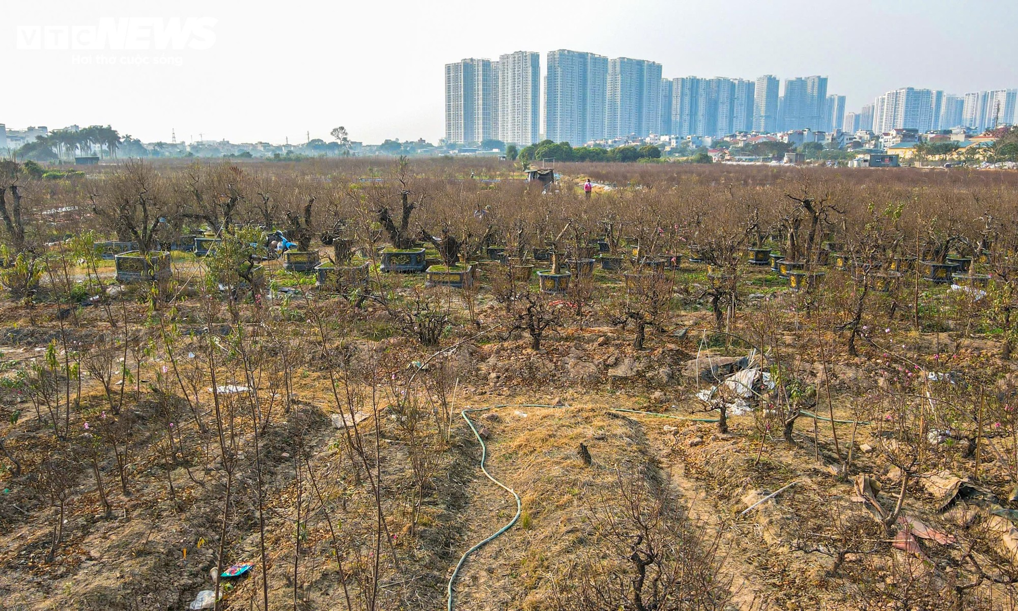 Người dân 'thủ phủ' trồng đào ở Hà Nội tất bật chuẩn bị cho Tết Nguyên đán- Ảnh 2.