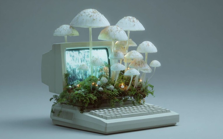 Kỷ nguyên máy tính sinh học: Khi nấm hương trong bếp trở thành linh kiện điện tử thay thế chip silicon đắt đỏ- Ảnh 1.