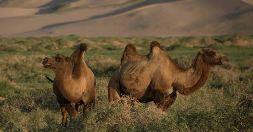 Lạc đà hoang dã đã tiến hóa để uống nước muối mặn hơn nước biển, thách thức mọi giới hạn sinh học - Ảnh 1.