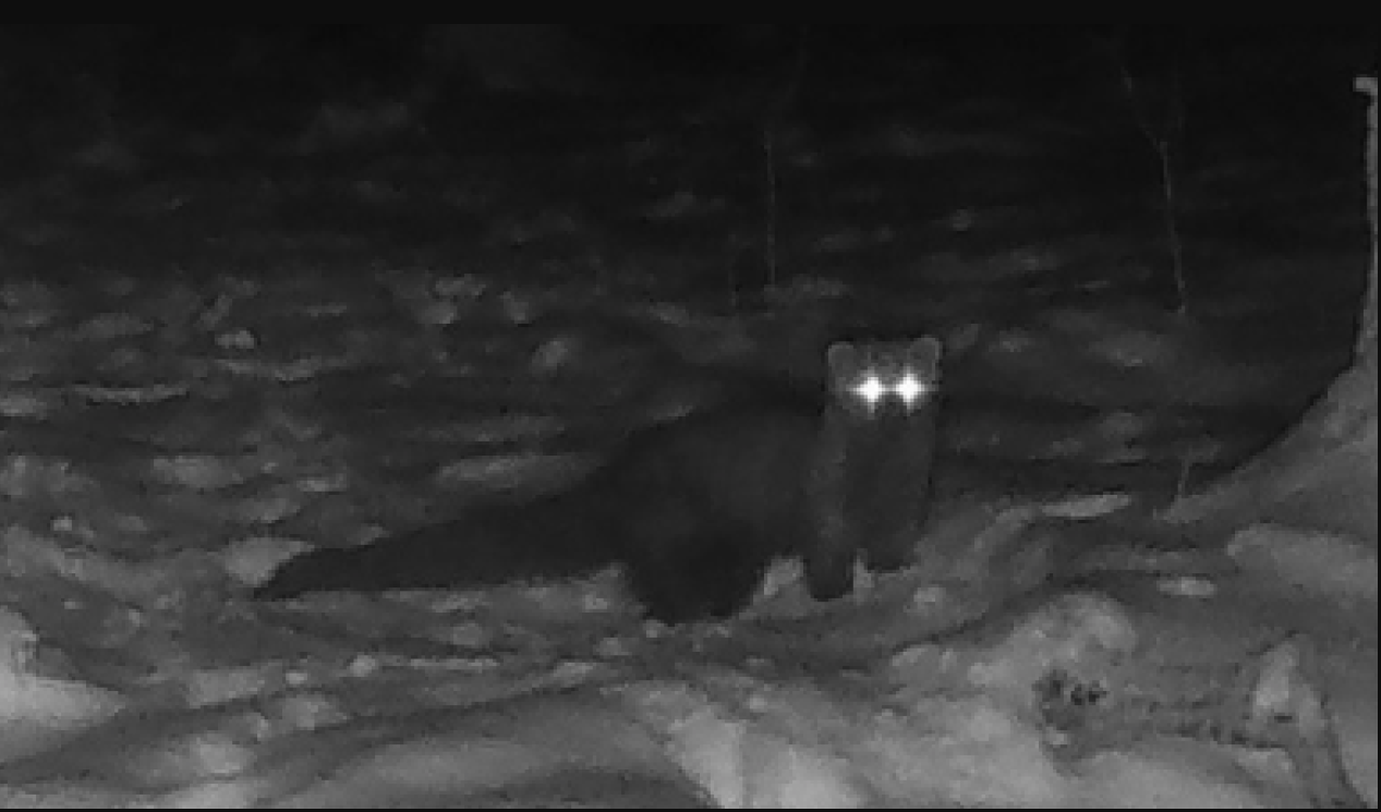 Lần theo đoạn video chỉ vài giây, chuyên gia hân hoan tìm thấy loài vật từng "tuyệt chủng" hơn 100 năm - Ảnh 2.