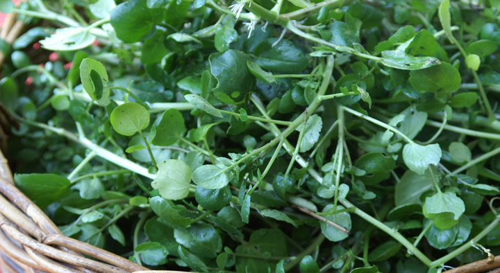 Có 1 loại rau vừa “soán ngôi” rau bina để trở thành “ông hoàng rau xanh”, vừa giảm cân lại giúp trẻ lâu, ra chợ nào hỏi cũng có- Ảnh 1.