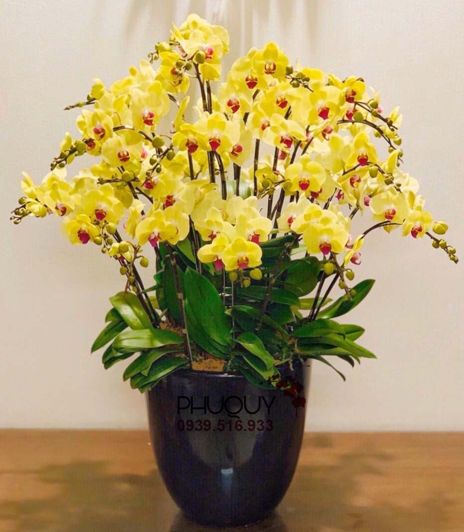 4 cây cảnh "đổi vận" cho chủ, nhà giàu nào cũng chuộng: Càng trồng càng lắm lộc, nhiều vận may - Ảnh 3. 4 cây cảnh "đổi vận" cho chủ, nhà giàu nào cũng chuộng: Càng trồng càng lắm lộc, nhiều vận may - Ảnh 3.