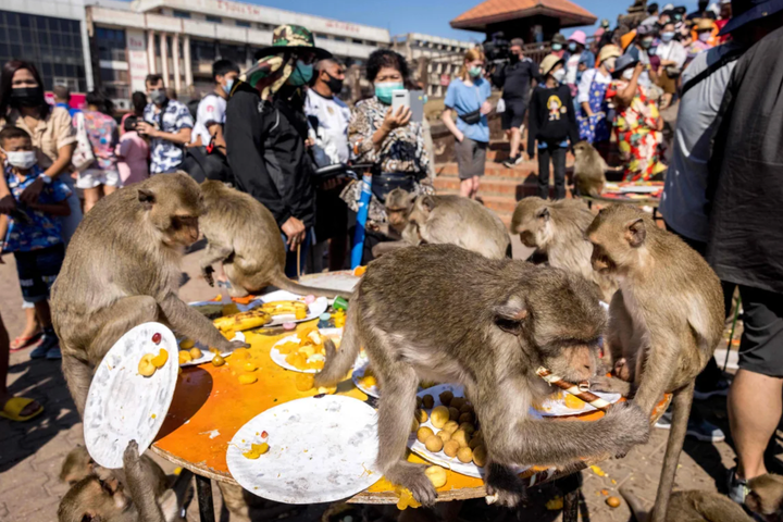 Buffet cho khỉ: Đại tiệc độc nhất vô nhị ở Thái Lan- Ảnh 2.