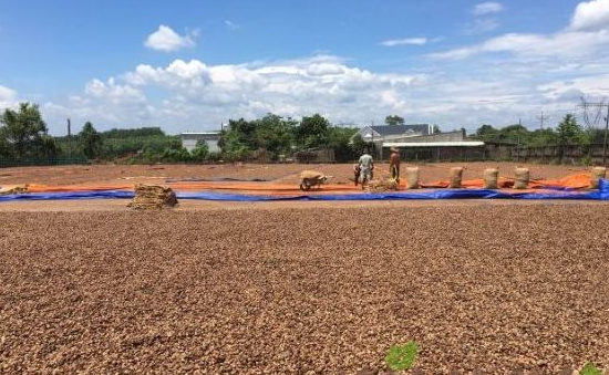 Cứu tinh từ châu Phi đổ bộ giúp Việt Nam thống trị ngôi vương toàn cầu: Nước ta chi hơn 4 tỷ USD mua hàng - Ảnh 1.