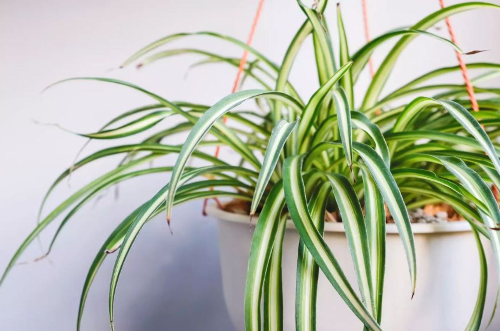 4 loại cây "nhả oxy ban đêm" nhà nào cũng nên có: Đặt đúng vị trí, tăng vượng khí, làm gì cũng thuận- Ảnh 2.