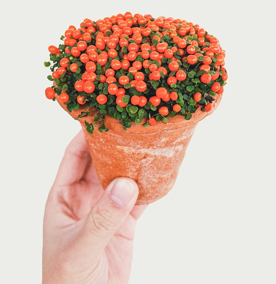 "Bảo bối" phong thủy mới cho Tết Bính Ngọ 2026: Tên nghe sang chảnh, bé xíu xiu mà hút lộc cả năm- Ảnh 24.