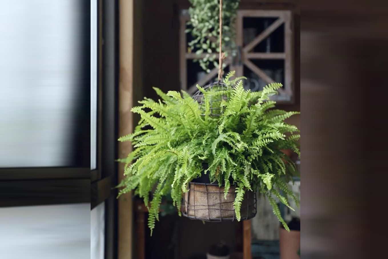 4 loại cây "nhả oxy ban đêm" nhà nào cũng nên có: Đặt đúng vị trí, tăng vượng khí, làm gì cũng thuận- Ảnh 4.