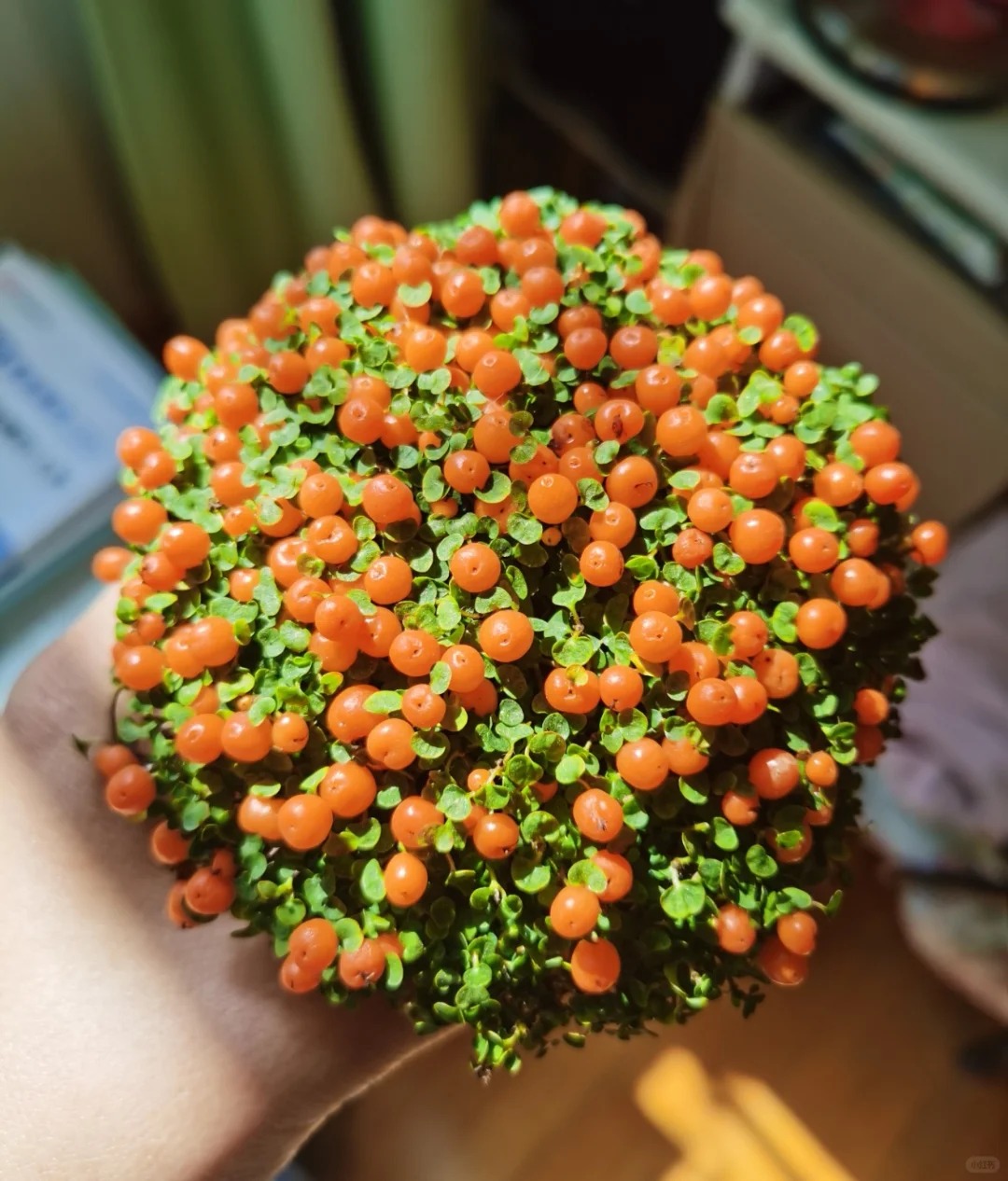 "Bảo bối" phong thủy mới cho Tết Bính Ngọ 2026: Tên nghe sang chảnh, bé xíu xiu mà hút lộc cả năm- Ảnh 7.