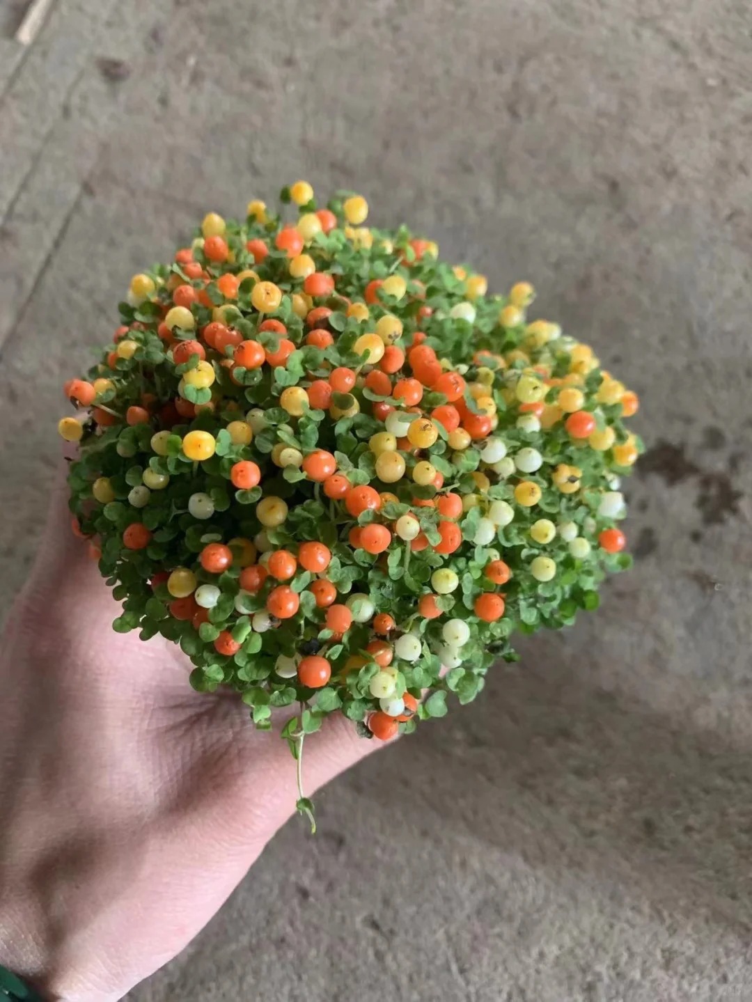 "Bảo bối" phong thủy mới cho Tết Bính Ngọ 2026: Tên nghe sang chảnh, bé xíu xiu mà hút lộc cả năm- Ảnh 4.