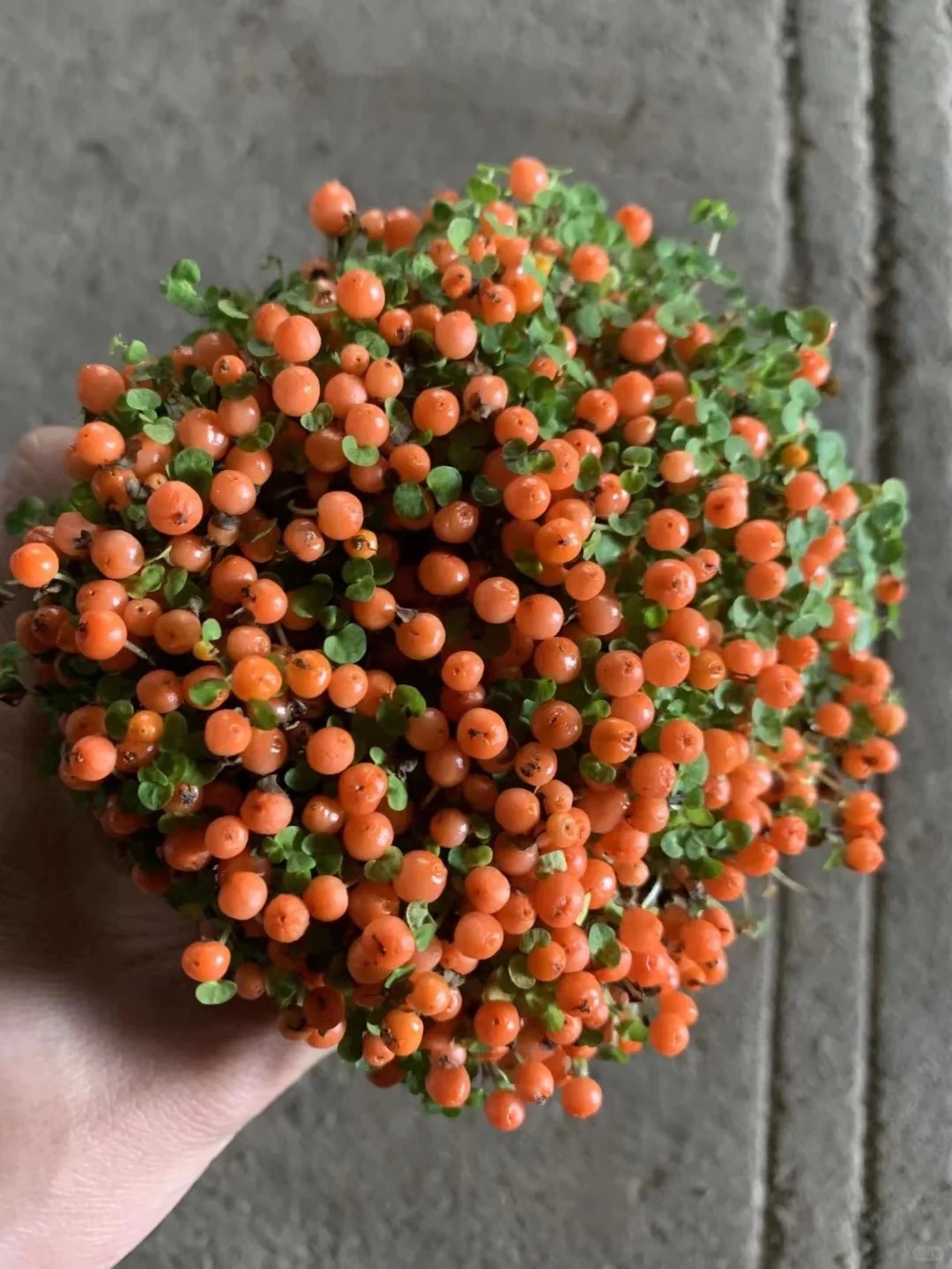 "Bảo bối" phong thủy mới cho Tết Bính Ngọ 2026: Tên nghe sang chảnh, bé xíu xiu mà hút lộc cả năm- Ảnh 5.