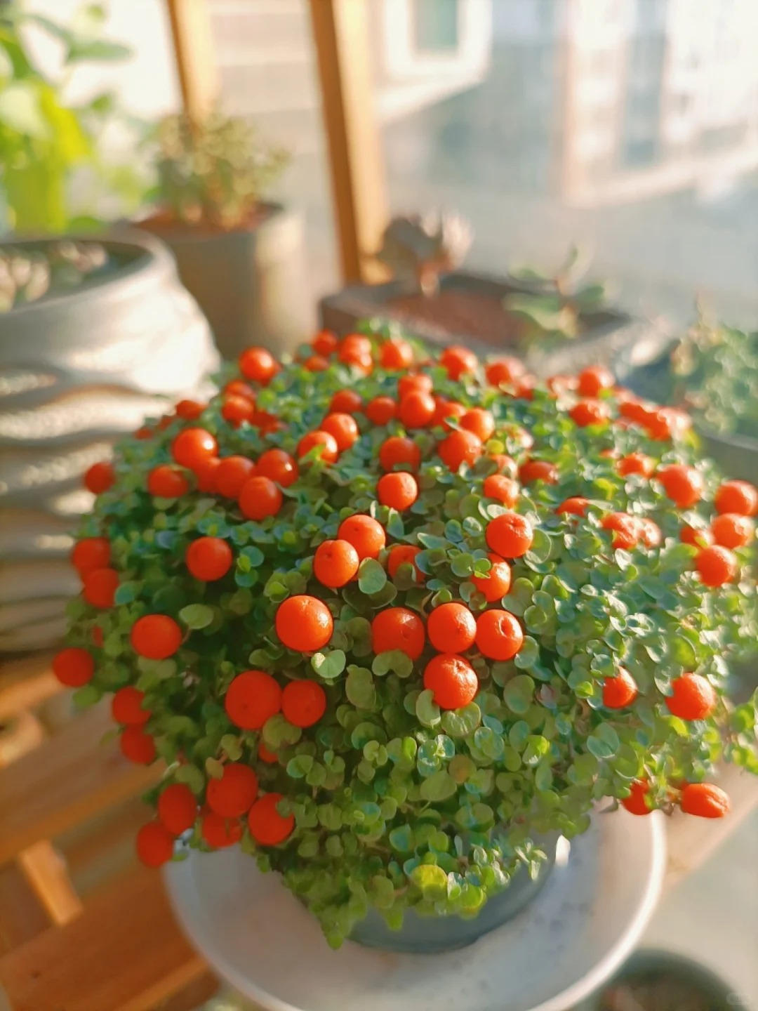 "Bảo bối" phong thủy mới cho Tết Bính Ngọ 2026: Tên nghe sang chảnh, bé xíu xiu mà hút lộc cả năm- Ảnh 6.