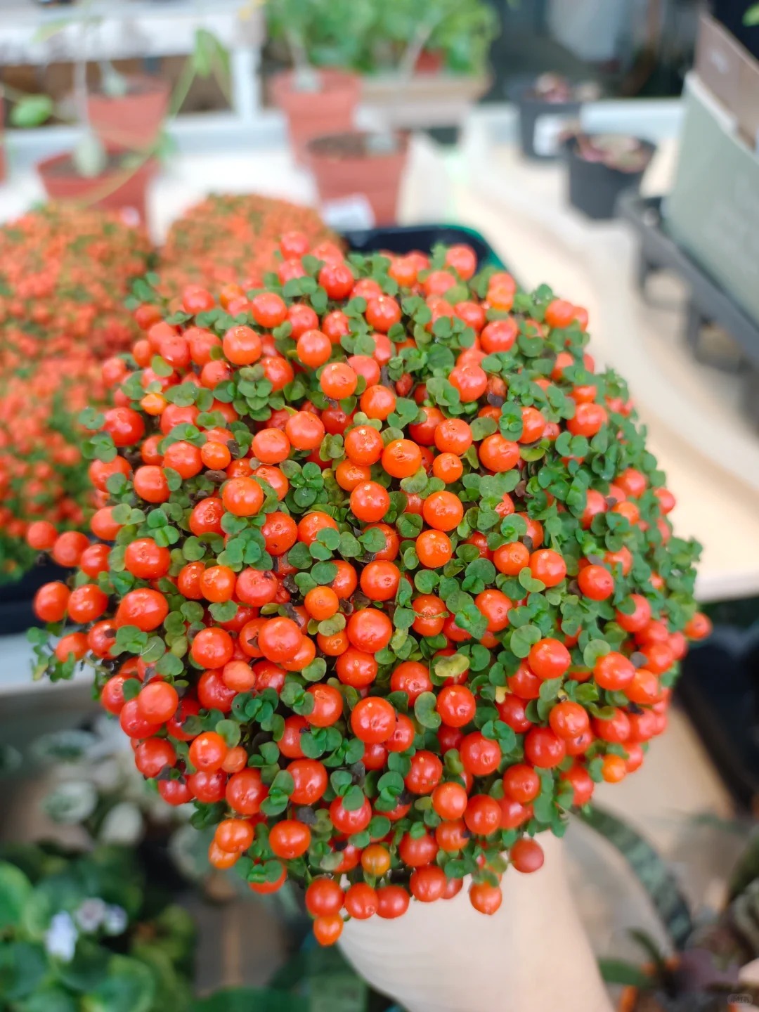 "Bảo bối" phong thủy mới cho Tết Bính Ngọ 2026: Tên nghe sang chảnh, bé xíu xiu mà hút lộc cả năm- Ảnh 8.