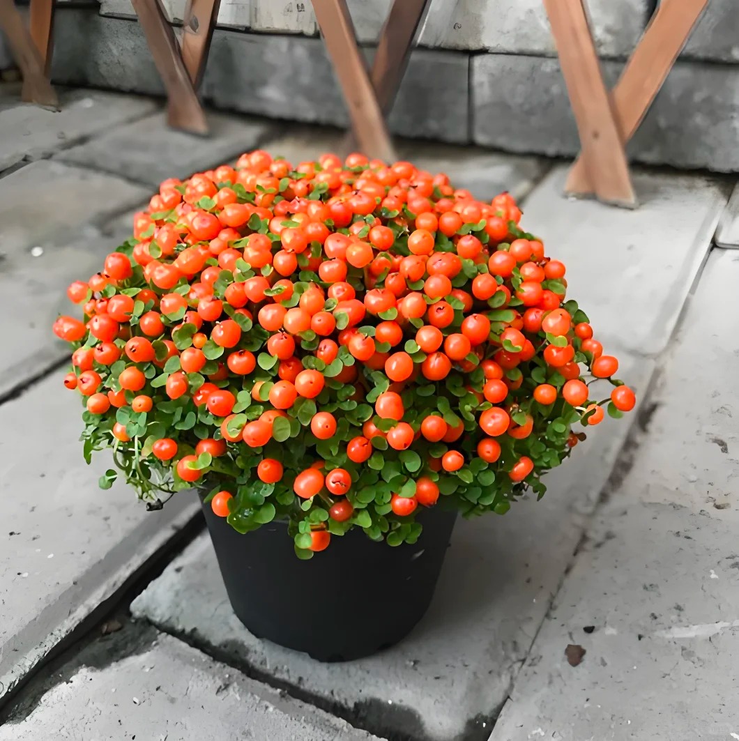 "Bảo bối" phong thủy mới cho Tết Bính Ngọ 2026: Tên nghe sang chảnh, bé xíu xiu mà hút lộc cả năm- Ảnh 25.