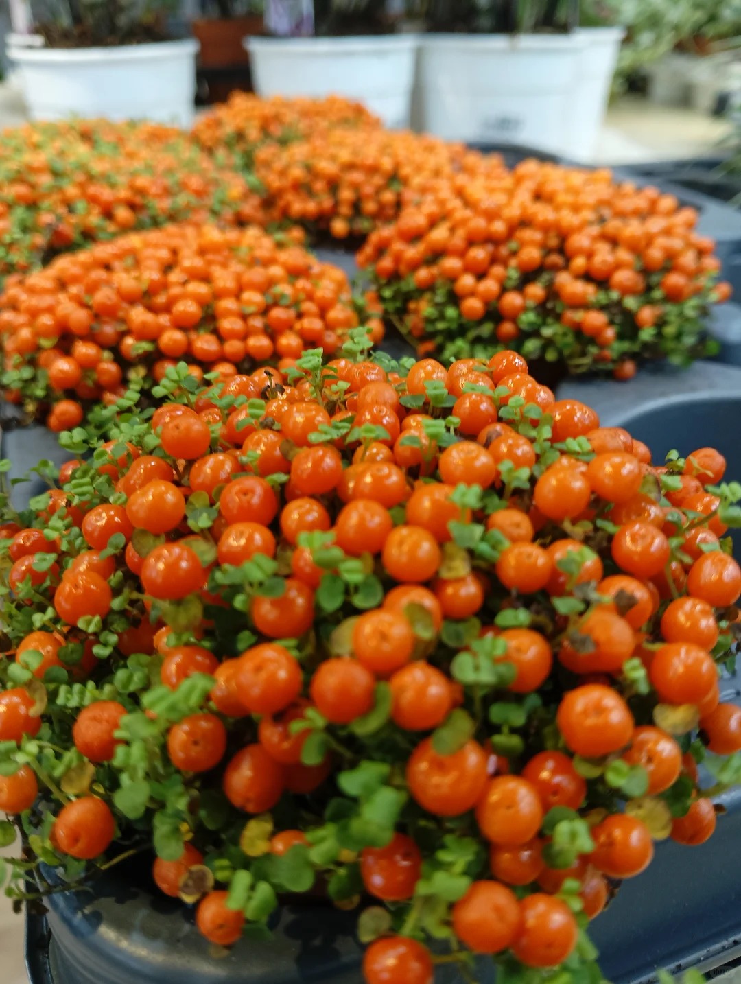 "Bảo bối" phong thủy mới cho Tết Bính Ngọ 2026: Tên nghe sang chảnh, bé xíu xiu mà hút lộc cả năm- Ảnh 2.