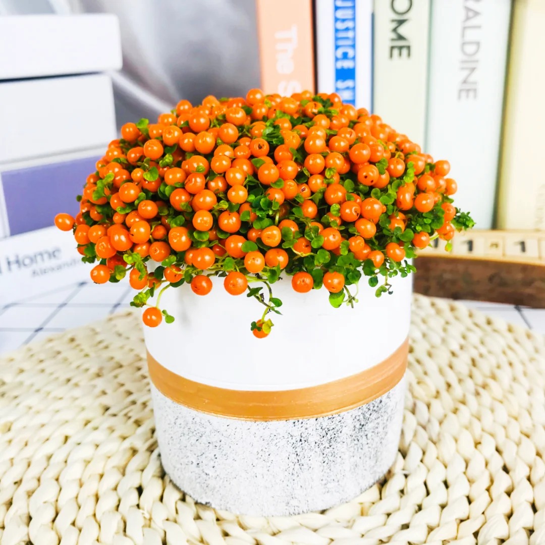 "Bảo bối" phong thủy mới cho Tết Bính Ngọ 2026: Tên nghe sang chảnh, bé xíu xiu mà hút lộc cả năm- Ảnh 14.