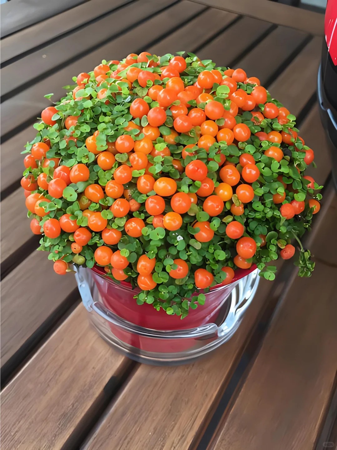 "Bảo bối" phong thủy mới cho Tết Bính Ngọ 2026: Tên nghe sang chảnh, bé xíu xiu mà hút lộc cả năm- Ảnh 21.