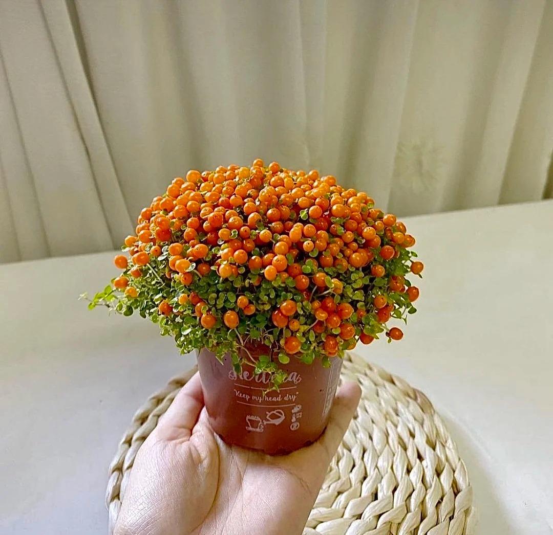 "Bảo bối" phong thủy mới cho Tết Bính Ngọ 2026: Tên nghe sang chảnh, bé xíu xiu mà hút lộc cả năm- Ảnh 13.