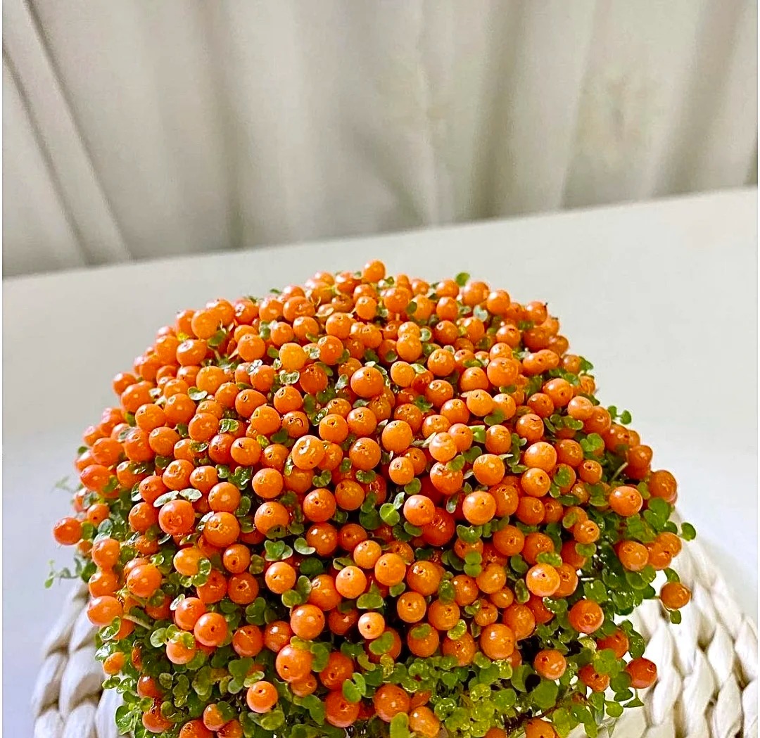 "Bảo bối" phong thủy mới cho Tết Bính Ngọ 2026: Tên nghe sang chảnh, bé xíu xiu mà hút lộc cả năm- Ảnh 12.