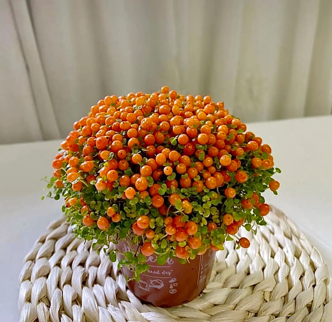 "Bảo bối" phong thủy mới cho Tết Bính Ngọ 2026: Tên nghe sang chảnh, bé xíu xiu mà hút lộc cả năm- Ảnh 11.