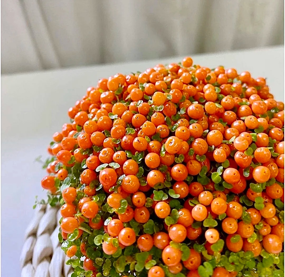 "Bảo bối" phong thủy mới cho Tết Bính Ngọ 2026: Tên nghe sang chảnh, bé xíu xiu mà hút lộc cả năm- Ảnh 10.