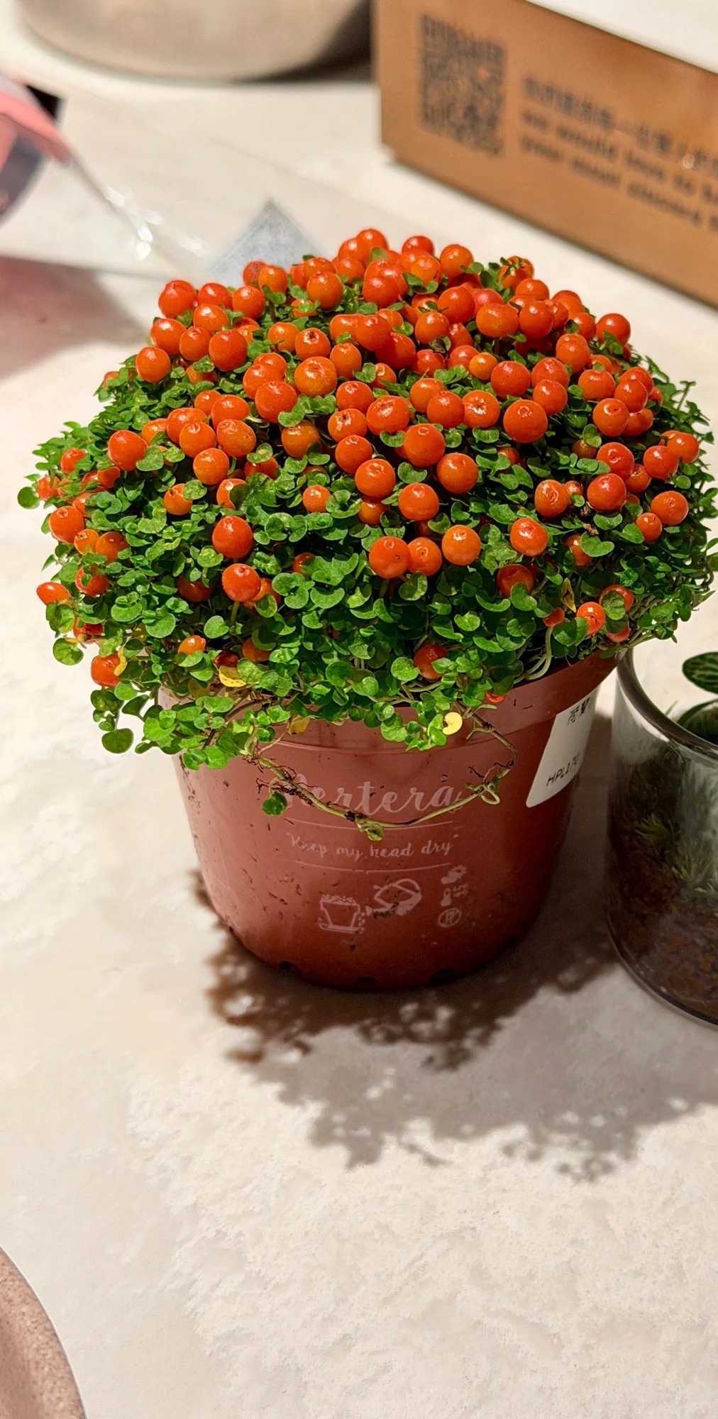 "Bảo bối" phong thủy mới cho Tết Bính Ngọ 2026: Tên nghe sang chảnh, bé xíu xiu mà hút lộc cả năm- Ảnh 9.