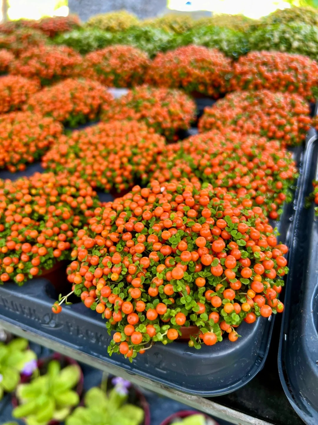 "Bảo bối" phong thủy mới cho Tết Bính Ngọ 2026: Tên nghe sang chảnh, bé xíu xiu mà hút lộc cả năm- Ảnh 3.