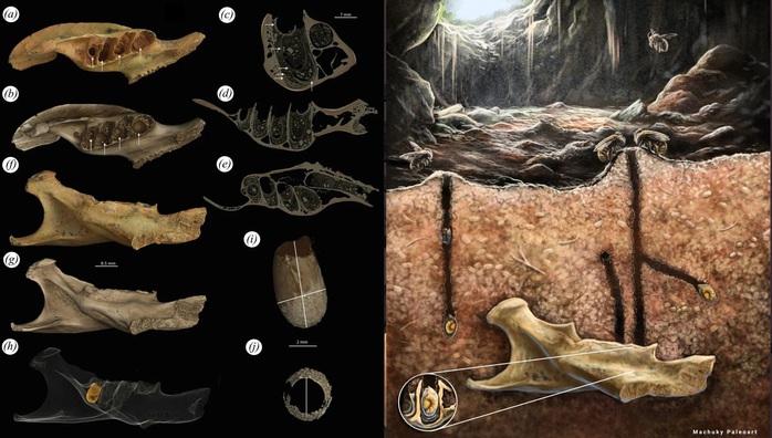 Phát hiện “hóa thạch lồng hóa thạch” có một không hai- Ảnh 1.