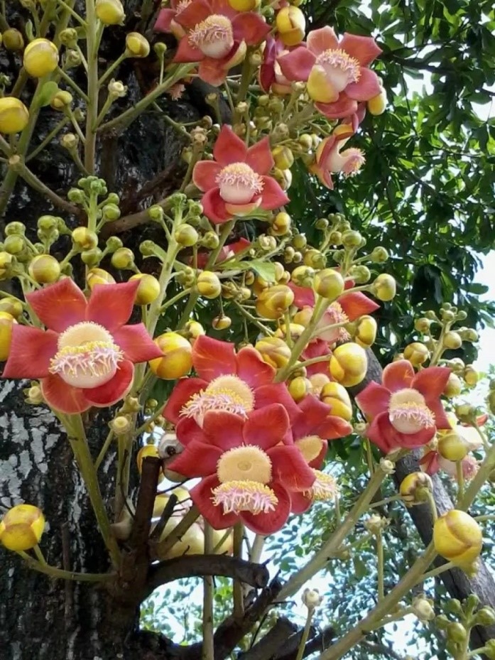 Ban công nhà giàu thường đặt 5 loại cây này để trấn giữ của cải, tiền bạc ở lại lâu hơn- Ảnh 9.