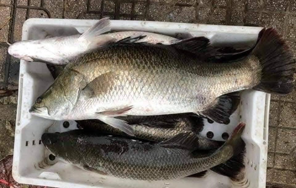 3 loại cá âm thầm nuôi trí não: Chợ Việt bán đầy nhưng chỉ dân sành mới biết để mua- Ảnh 1.