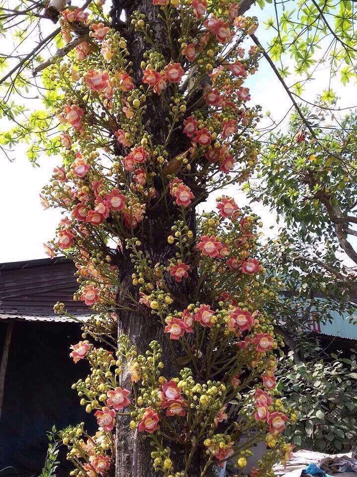 Ban công nhà giàu thường đặt 5 loại cây này để trấn giữ của cải, tiền bạc ở lại lâu hơn- Ảnh 8.