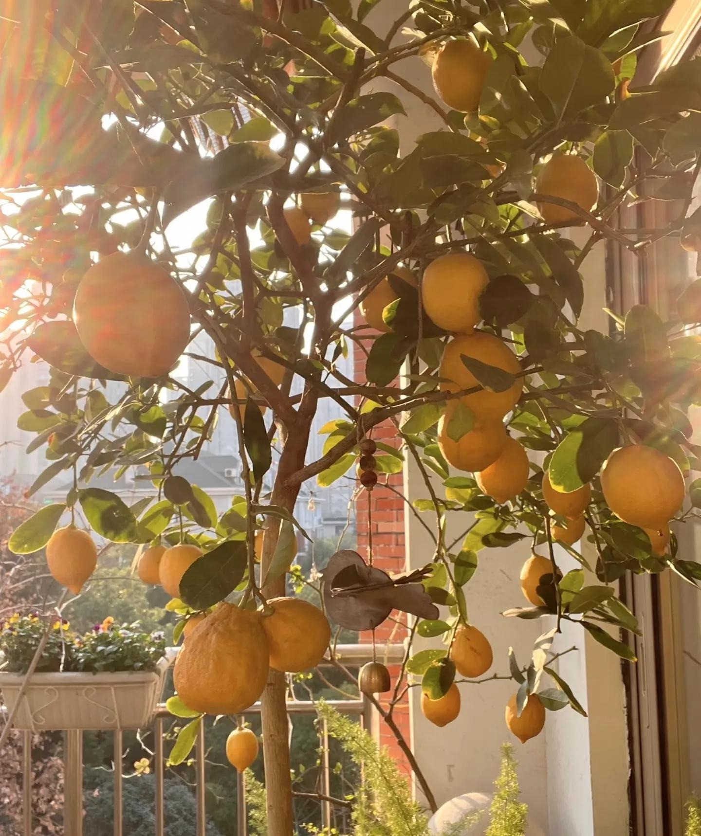 Ban công nhà giàu thường đặt 5 loại cây này để trấn giữ của cải, tiền bạc ở lại lâu hơn- Ảnh 1.