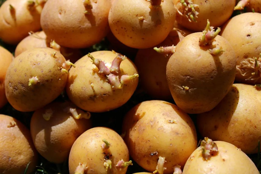 7 thực phẩm chứa chất độc, "nuôi dưỡng tế bào ung thư" nhưng nhiều người nghĩ "ăn được"- Ảnh 2.