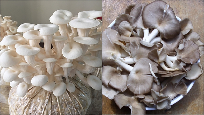 Trời lạnh đừng chỉ ăn củ cải hay bắp cải: 8 loại rau này vừa giải độc, ngừa táo bón lại tăng đề kháng tốt- Ảnh 3.