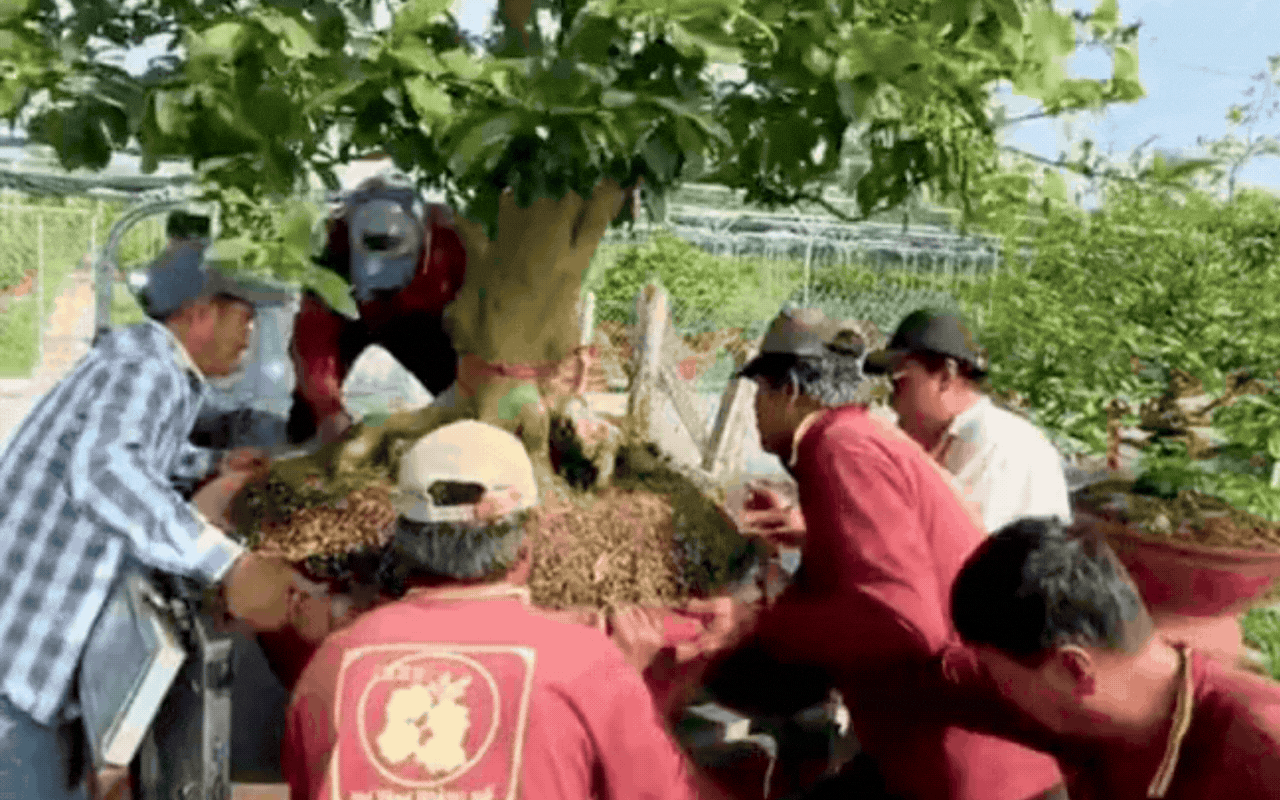 Cận cảnh rước "cây vàng" khổng lồ về ăn Tết ở miền Tây, cả nước ngưỡng mộ- Ảnh 3.