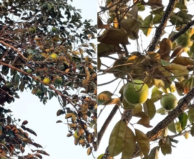 Cảnh tượng lần đầu xuất hiện trong nhà Mỹ Tâm- Ảnh 3.