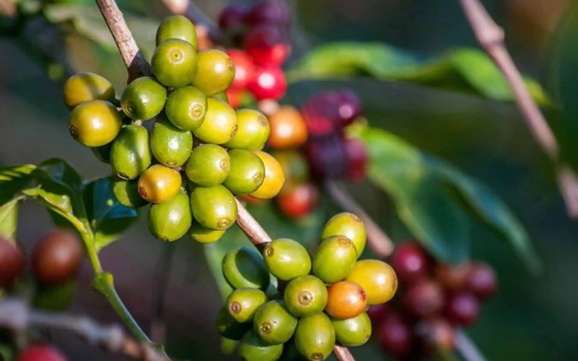 Việt Nam - nhà sản xuất cà phê Robusta lớn nhất thế giới - nhận tin vui - Ảnh 1.