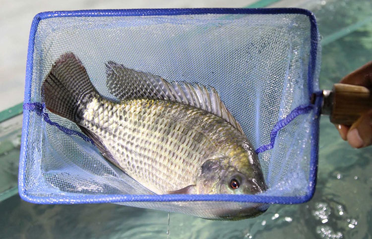 Mặt hàng của Việt Nam nằm trong top 10 thế giới, loạt quốc gia lớn mê đắm, có nơi tăng nhập khẩu 7.551%- Ảnh 2.