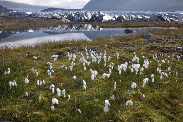 Một quốc gia không có bất kỳ con muỗi nào- Ảnh 2.