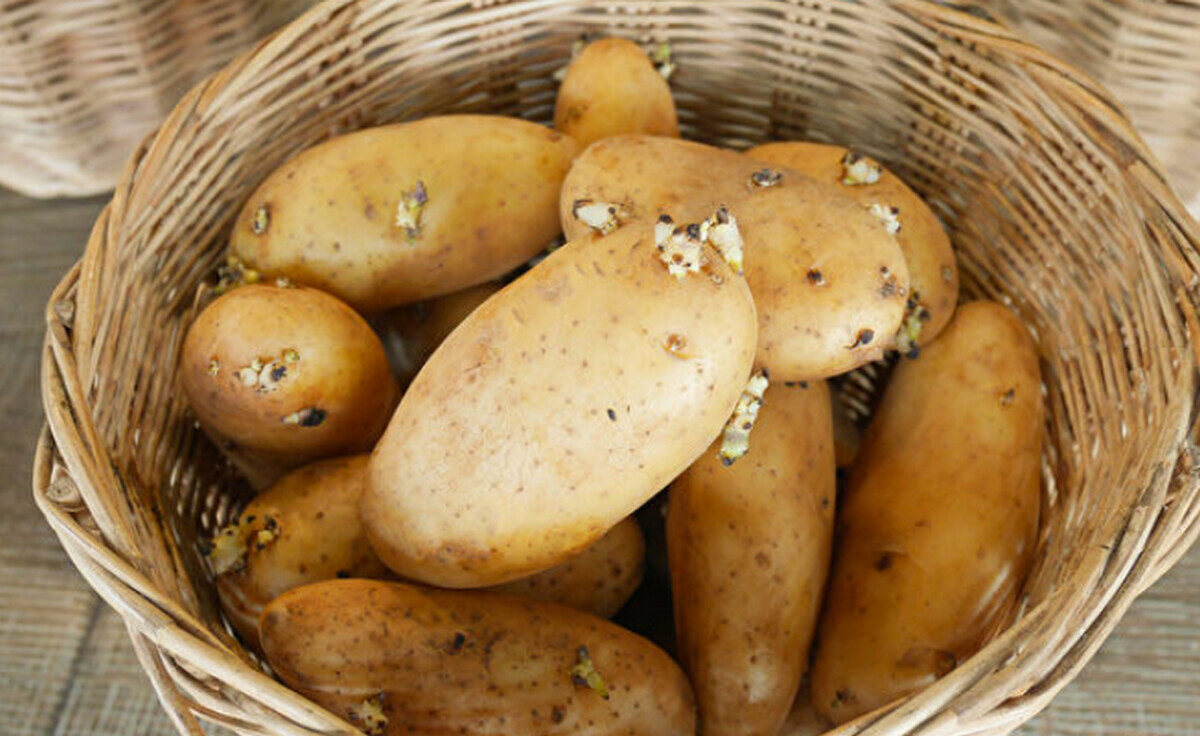 5 loại rau mà bác sĩ không bao giờ đụng đến, nhưng bạn có thể đang ăn mỗi ngày!- Ảnh 1.