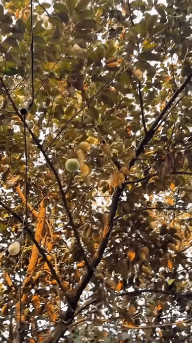 Cảnh tượng lần đầu xuất hiện trong nhà Mỹ Tâm- Ảnh 2.