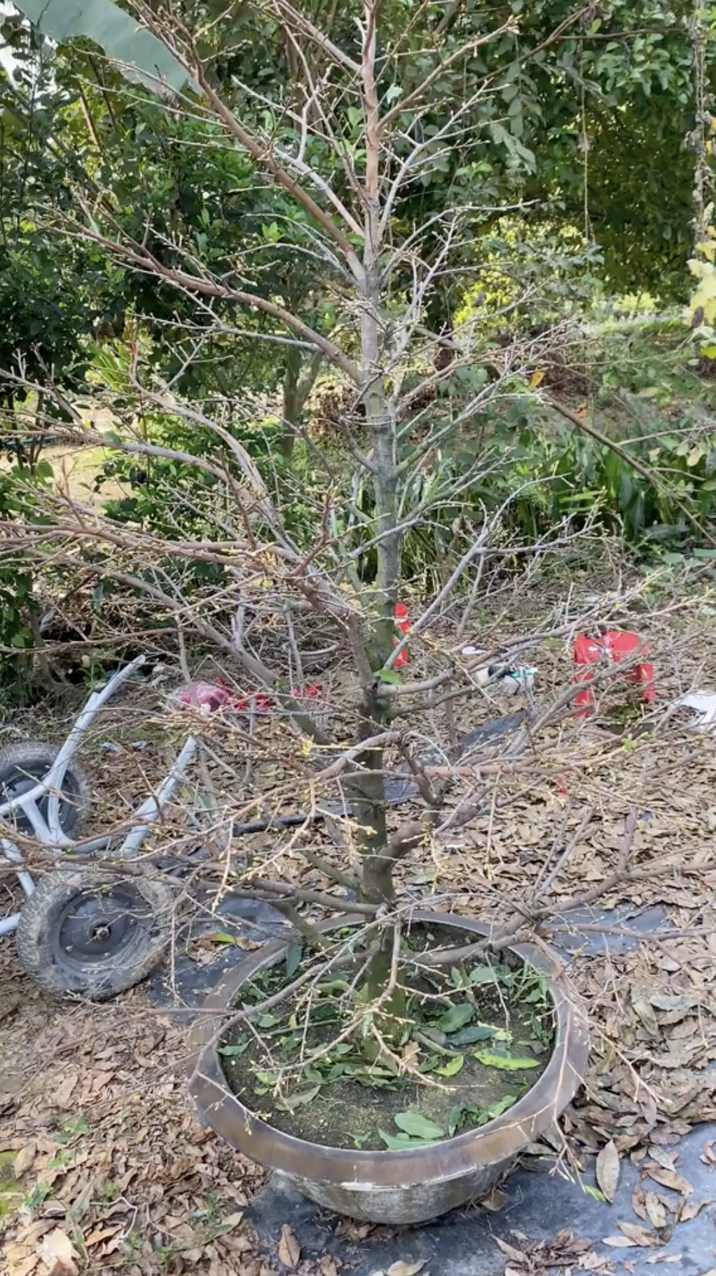 Cận cảnh rước "cây vàng" khổng lồ về ăn Tết ở miền Tây, cả nước ngưỡng mộ- Ảnh 2.