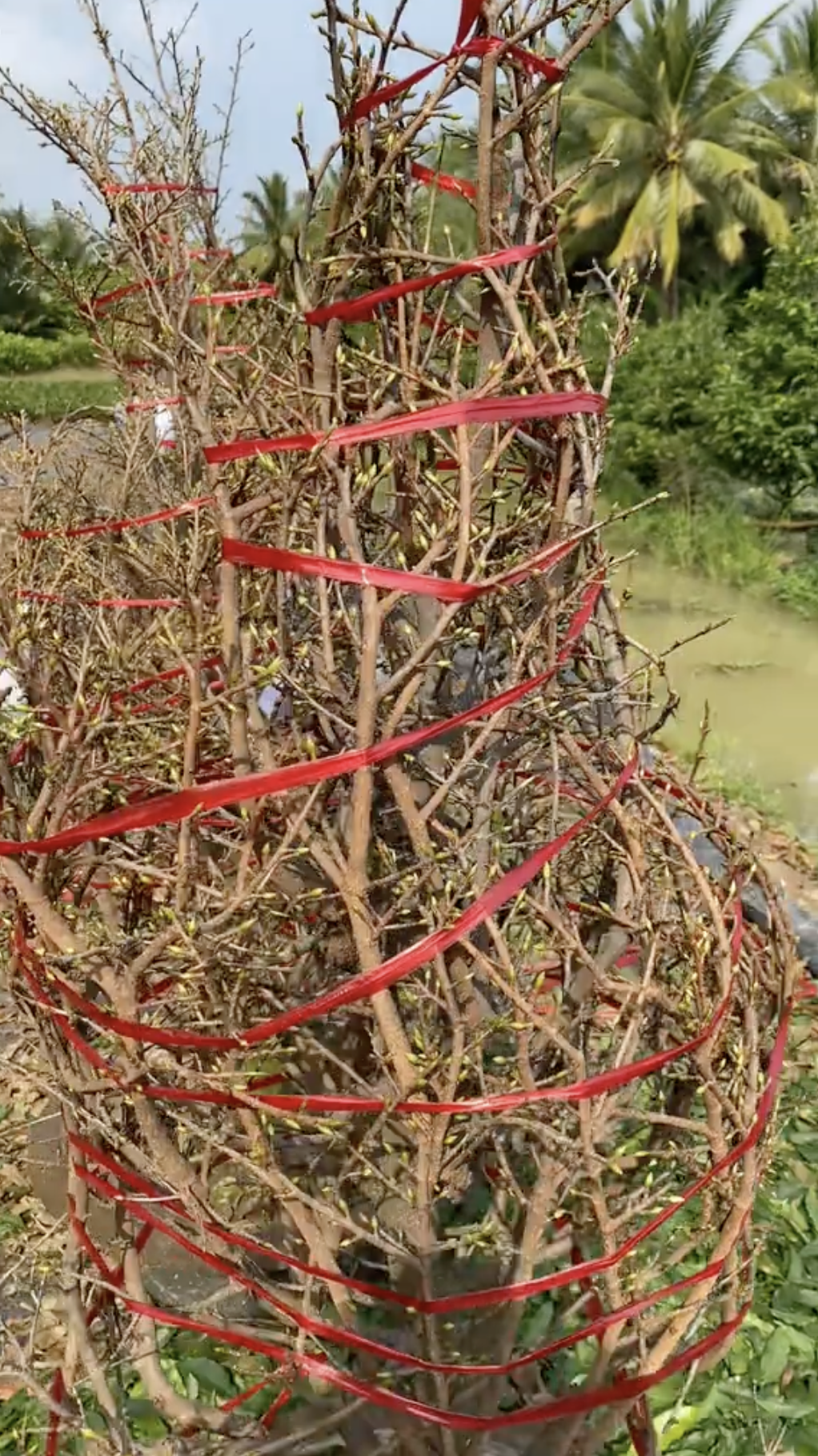 Cận cảnh rước "cây vàng" khổng lồ về ăn Tết ở miền Tây, cả nước ngưỡng mộ- Ảnh 1.