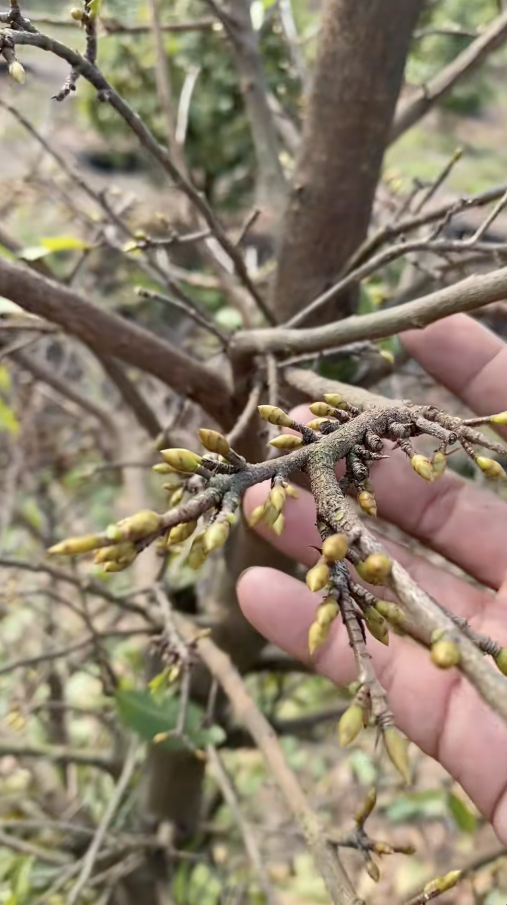 Cận cảnh rước "cây vàng" khổng lồ về ăn Tết ở miền Tây, cả nước ngưỡng mộ- Ảnh 7.