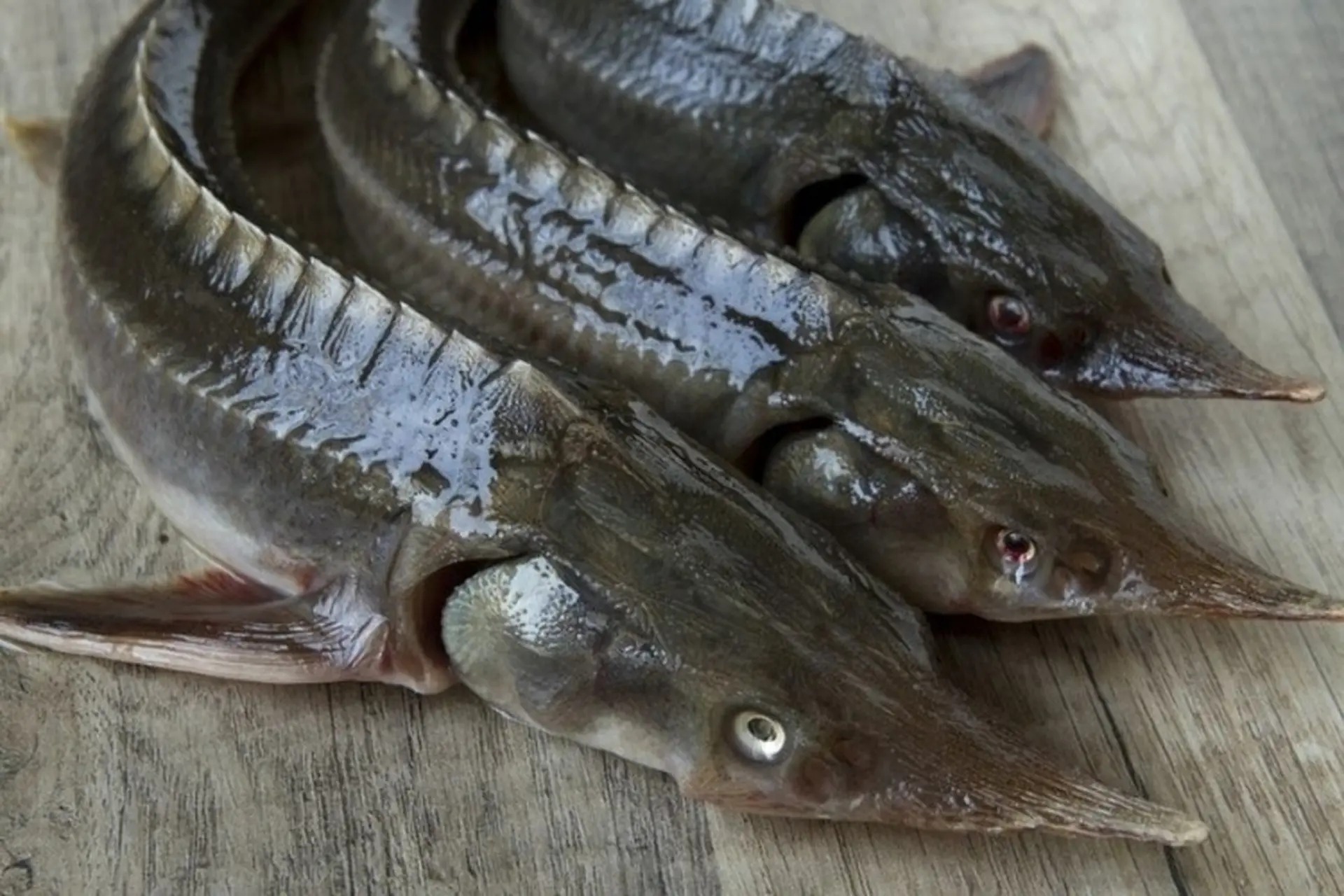 12 loại cá bổ ngang nhân sâm tổ yến, ngọt thịt, ít xương dăm, chợ Việt bán từ 40.000 đồng/kg- Ảnh 4.