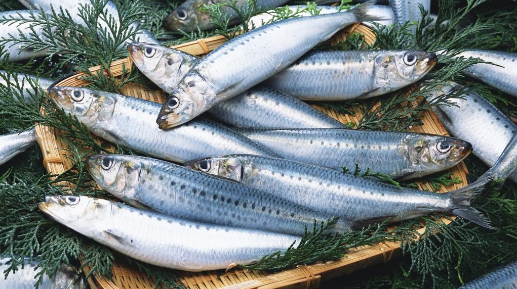 Người sành ăn khi mua cá thường chỉ chọn 5 loại cá biển này: Không thể nuôi nhân tạo, hoàn toàn là cá đánh bắt tự nhiên, "vựa dinh dưỡng" ẩn giấu của biển cả- Ảnh 4.