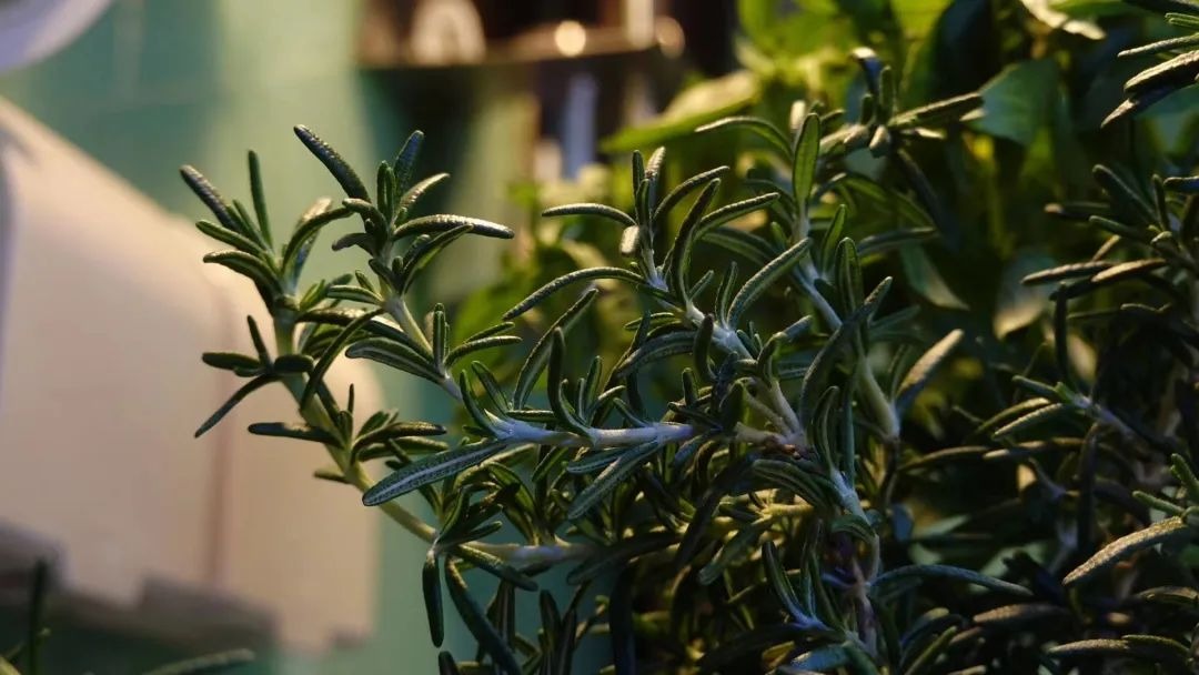 BTV kỳ cựu rời đài truyền hình vì áp lực: Dốc sạch tiền mua nhà "chữa lành", sống 1 mình hạnh phúc - Ảnh 10. BTV kỳ cựu rời đài truyền hình vì áp lực: Dốc sạch tiền mua nhà "chữa lành", sống 1 mình hạnh phúc - Ảnh 10.